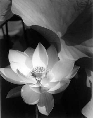 edward steichen lotus